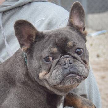 French Bulldog Dogs Available for Adoption in Huntley, Illinois - Opal | PetCurious