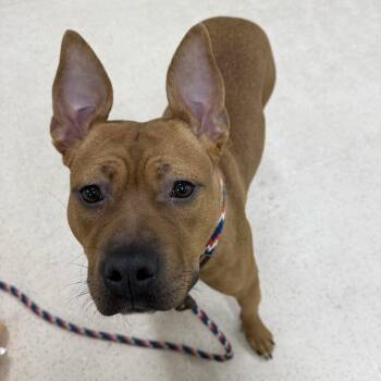 Pit Bull Terrier and Mixed Breed Dogs Available for Adoption - Malibu | PetCurious