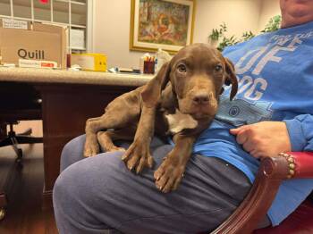 Labrador Retriever Dogs Available for Adoption - Justice | PetCurious