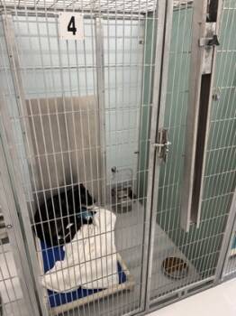 Rescue Labrador Retriever and Mixed Breed Dogs for Adoption in Cumming, Georgia - Remona 1445-25 | PetCurious