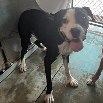 Doback -  Boxer and Mixed Breed Dog for Adoption in Edinburg, Texas - Doback | PetCurious