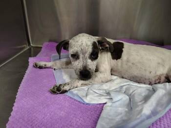 Pit Bull Terrier Dogs Available for Adoption in Ocala, Florida - A382974 | PetCurious