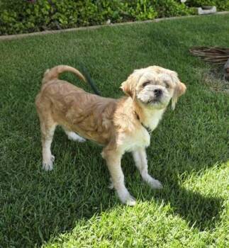 Shifu -  Shih Tzu and Mixed Breed Dog for Adoption in Honolulu, Hawaii - Shifu | PetCurious