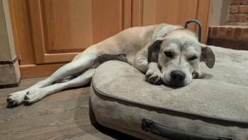 Princess Wag Muffin (Ivy) -  Husky and Pit Bull Terrier Dog for Adoption in Lafayette, Colorado - Princess Wag Muffin (Ivy) | PetCurious