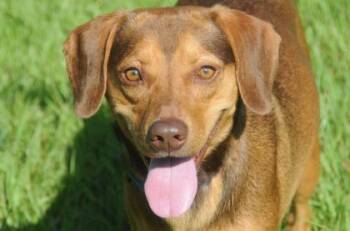 Labrador Retriever and Terrier Dogs Available for Adoption in Fernandina Beach, Florida - REDD | PetCurious