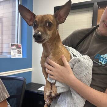 10/04/2027-Stray-MaconRoad -  Chihuahua Dog for Adoption in Columbus, Georgia - 10/04/2027-Stray-MaconRoad | PetCurious