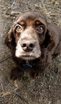 Odysseus -  Cocker Spaniel Dog for Adoption in Broken Arrow, Oklahoma - Odysseus | PetCurious