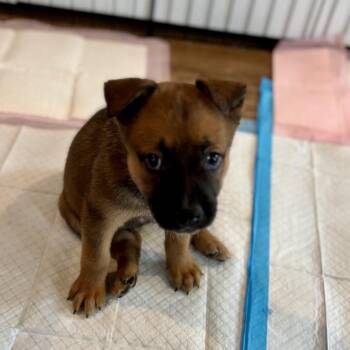 Shepherd and Mixed Breed Dogs Available for Adoption in Freeport, Florida - Michonne | PetCurious