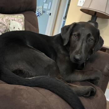 Lollie -  Black Labrador Retriever and American Foxhound Dog for Adoption in Tunica, Mississippi - Lollie | PetCurious