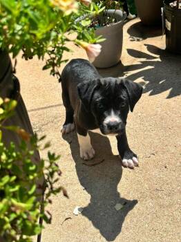 Picasso -  Labrador Retriever and Pit Bull Terrier Dog for Adoption in Newnan, Georgia - Picasso | PetCurious