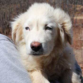 Great Pyrenees and Husky Dogs Available for Adoption - CT Artemis | PetCurious