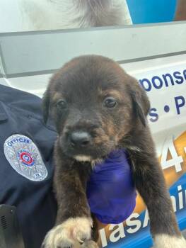HILDA -  Mixed Breed Dog for Adoption in Dallas, Texas - HILDA | PetCurious