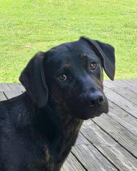 Black Labrador Retriever and Hound Dogs Available for Adoption in Cincinnati, Ohio - Theadore | PetCurious