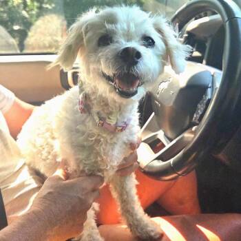 Sophie Rose -  Bichon Frise Dog for Adoption in New Orleans, Louisiana - Sophie Rose | PetCurious