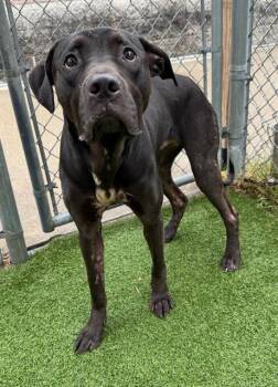Mixed Breed Dogs Available for Adoption in Columbia, South Carolina - NOVAK | PetCurious