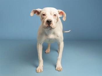 PRINCESS -  Pit Bull Terrier and Shar Pei Dog for Adoption in Phoenix, Arizona - PRINCESS | PetCurious