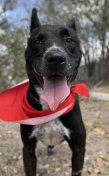 Labrador Retriever and Mixed Breed Dogs Available for Adoption in San Antonio, Texas - Biscuit | PetCurious