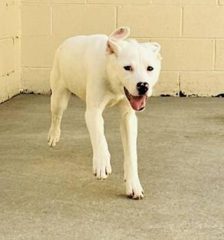 Mixed Breed Dogs Available for Adoption in West Chester, Pennsylvania - Violet | PetCurious