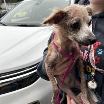 Mama Coco -  Mixed Breed Dog for Adoption in Davenport, Iowa - Mama Coco | PetCurious