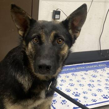 Shiva -  German Shepherd Dog Dog for Adoption in Durango, Colorado - Shiva | PetCurious