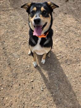 Rescue Mixed Breed Dogs for Adoption in Roosevelt, Utah - Phoenix | PetCurious