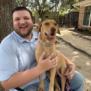 Woody Gyn -  Labrador Retriever and Hound Dog for Adoption in Friendswood, Texas - Woody Gyn | PetCurious
