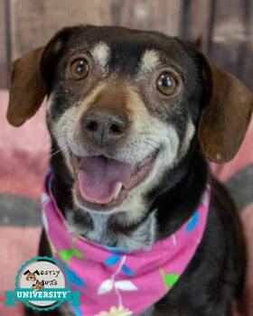 Beagle and Dachshund Dogs Available for Adoption - Lori | PetCurious