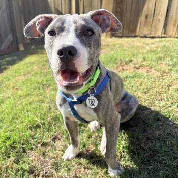 Pit Bull Terrier and Mixed Breed Dogs Available for Adoption in Raleigh, North Carolina - Trudi | PetCurious