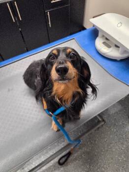 Donnie -  Dachshund Dog for Adoption in Yankton, South Dakota - Donnie | PetCurious