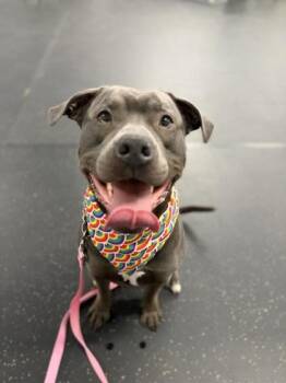 Apollo -  Mixed Breed Dog for Adoption in Toronto, Ontario - Apollo | PetCurious
