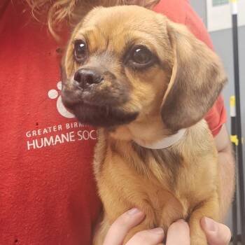 Pug and Chihuahua Dogs Available for Adoption in Birmingham, Alabama - Roma | PetCurious