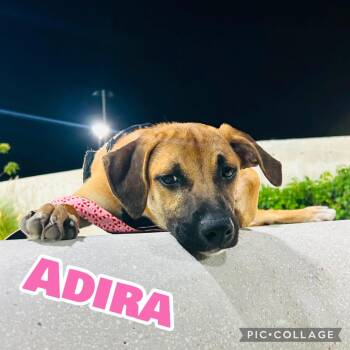 Adira -  Labrador Retriever Dog for Adoption in Ringwood, New Jersey - Adira | PetCurious