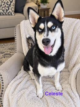 Celeste -  Siberian Husky Dog for Adoption in Tomball, Texas - Celeste | PetCurious