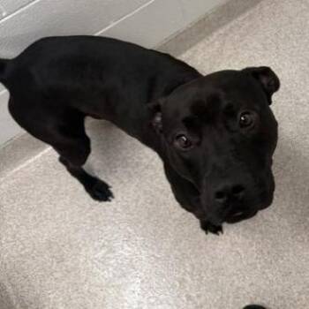 Carbon -  Labrador Retriever and Mixed Breed Dog for Adoption in Horn Lake, Mississippi - Carbon | PetCurious