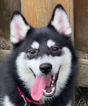 Kiwi -  Pomsky and Pomeranian Dog for Adoption in North Olmsted, Ohio - Kiwi | PetCurious