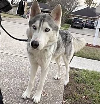 Husky Dogs Available for Adoption - A650753 | PetCurious