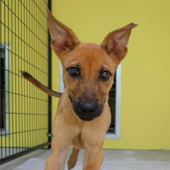 Owen -  Mixed Breed Dog for Adoption in Bradenton, Florida - Owen | PetCurious