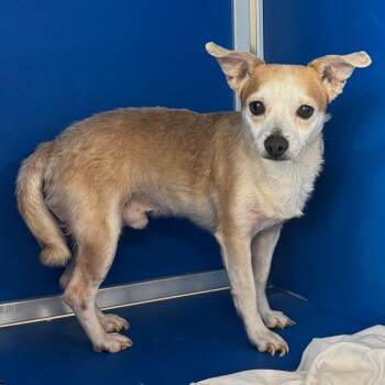 Snoopy -  Mixed Breed Dog for Adoption in Las Cruces, New Mexico - Snoopy | PetCurious