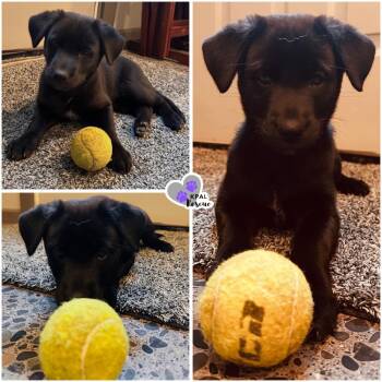 Baby Spice - Spice Girls Litter -  Mixed Breed Dog for Adoption in Kenai, Alaska - Baby Spice - Spice Girls Litter | PetCurious