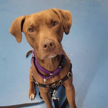 Piglet -  Vizsla and Mixed Breed Dog for Adoption in Toronto, Ontario - Piglet | PetCurious