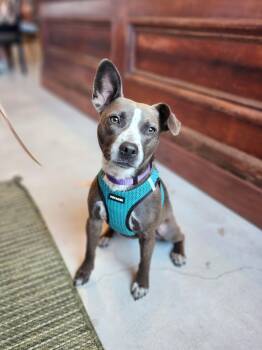 Elsie -  Boston Terrier and American Bully Dog for Adoption in Killeen, Texas - Elsie | PetCurious