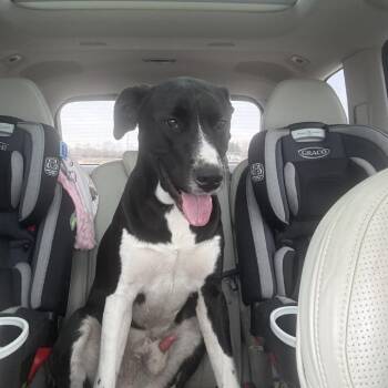 Labrador Retriever Dogs Available for Adoption in Council Bluffs, Iowa - Creek | PetCurious