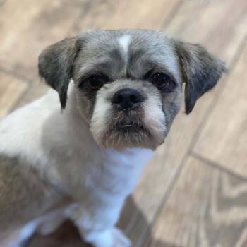 Harry -  Shih Tzu Dog for Adoption in Chatham, New Jersey - Harry | PetCurious