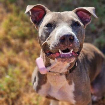 Rescue Staffordshire Bull Terrier and Mixed Breed Dogs for Adoption in Houston, Texas - Kala | PetCurious
