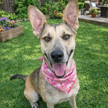 German Shepherd Dog Dogs Available for Adoption - DOMINQUE GS | PetCurious