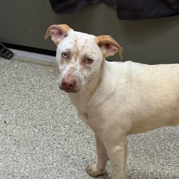 Cattle Dog Dogs Available for Adoption in Detroit Lakes, Minnesota - Mystic | PetCurious