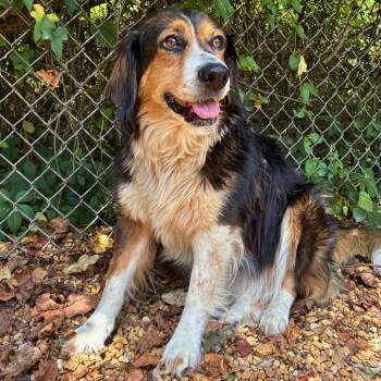 Whiskey -  Mixed Breed Dog for Adoption in Madison, Wisconsin - Whiskey | PetCurious