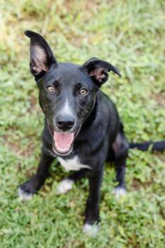 Chia -  Terrier Dog for Adoption in Newburgh, Indiana - Chia | PetCurious