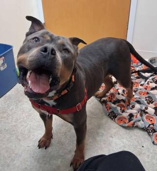 Riley -  American Bully Dog for Adoption in Attleboro, Massachusetts - Riley | PetCurious