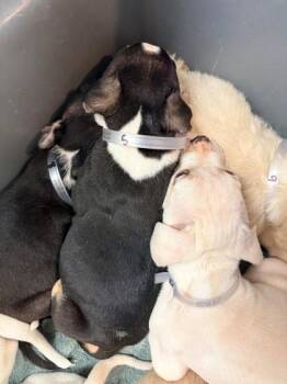 Pit Bull Terrier and Mixed Breed Dogs Available for Adoption in Kansas City, Missouri - Chase | PetCurious